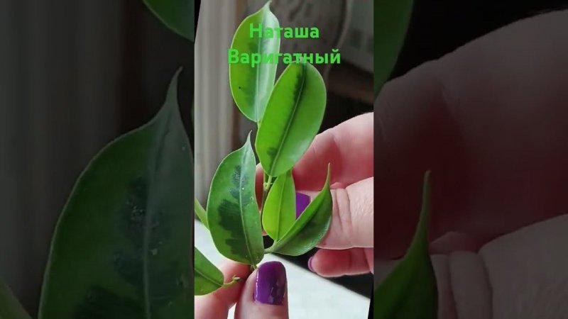 Фикус Бенджамина Наташа Варигатный.#фикус #фикусбенджамина