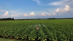 Why bees are important to our planet | Bees key to human survival | Nature Connection