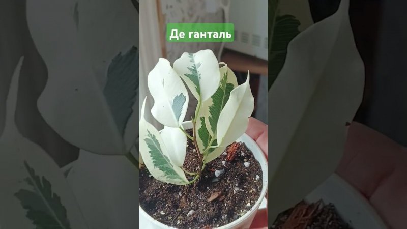 Фикус Бенджамина Де Ганталь #фикус #фикусбенджамина