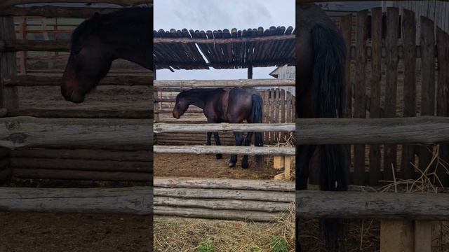 Кудыкина Гора смотреть онлайн