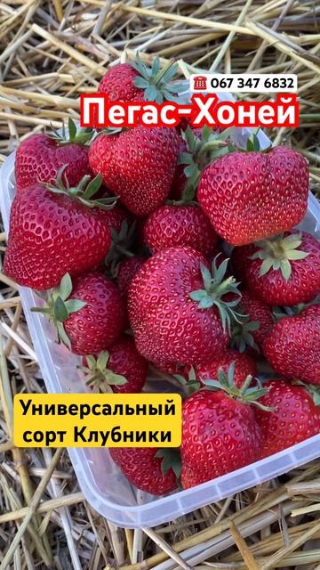 Клубника Пегас. Клубника Хоней. Купить саженцы клубники.#клубникапегас#клубникахоней#купитьсаженцы