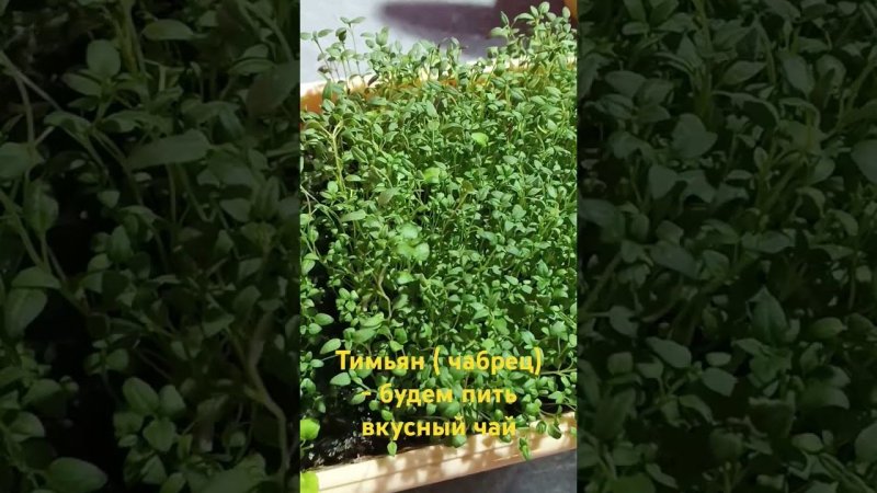 Насеяла кучу тимьяна! Куда теперь его пекировать.?!