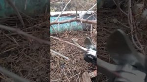 обрезка желтой сливы