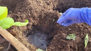 ЧТО ПОЛОЖИТЬ В ЛУНКУ ДЛЯ БОГАТОГО УРОЖАЯ ПРИ ВЫСАДКЕ БАКЛАЖАНОВ В ТЕПЛИЦУ