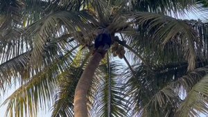 ЗИМОВКА ИНДИЯ ГОА GOA СЕГОДНЯ ЧАСТЬ 9