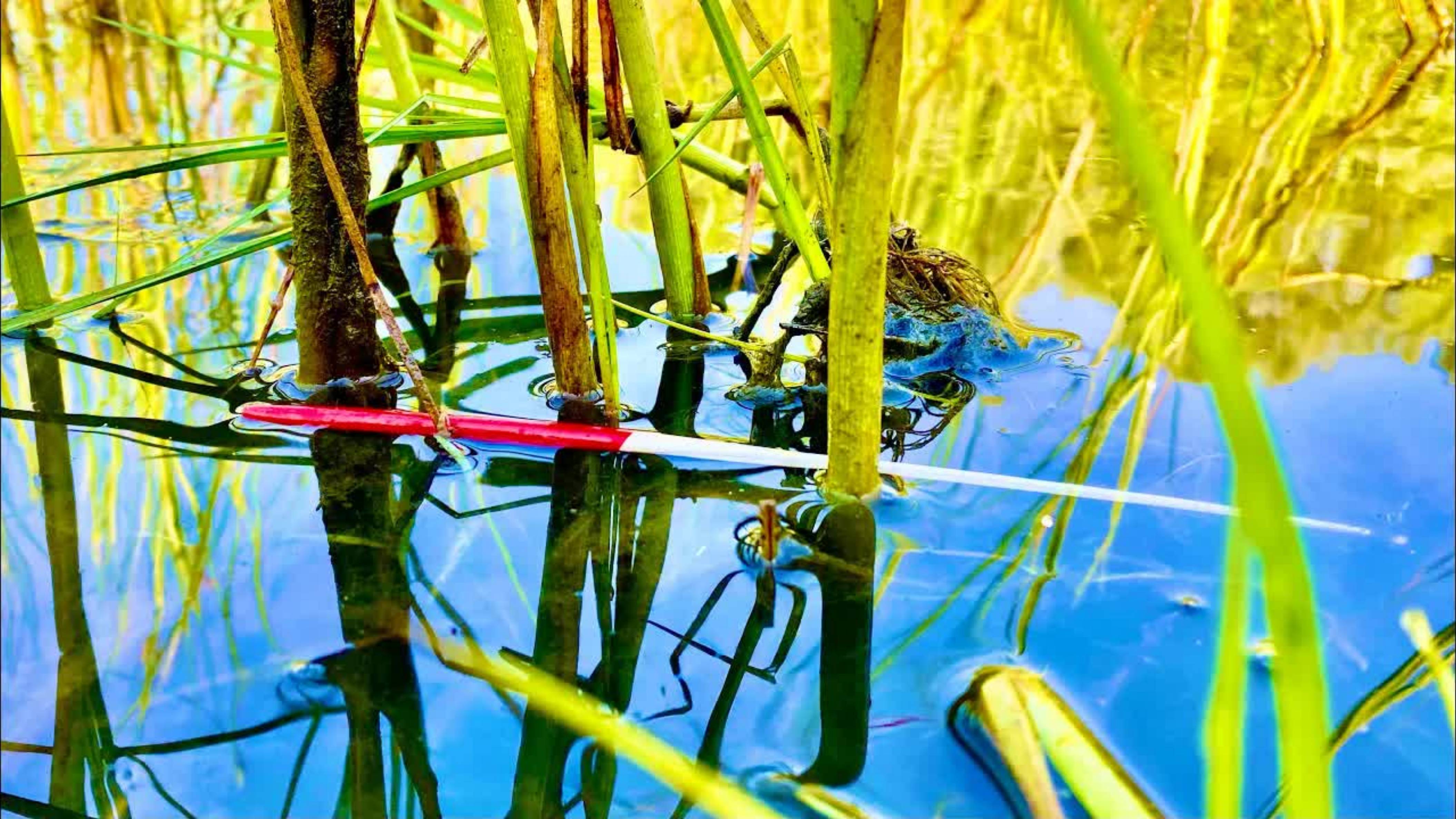 Рыбалка на  поплавок Карась на поплавок смотреть онлайн