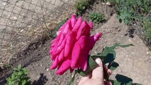 Переехали на Юг/Дождь/Красавицы розы/Даже триммер не выдержал.