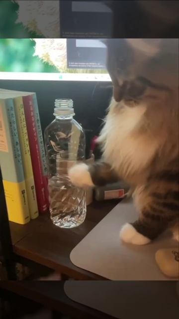 Каждый день — новая доза кото-умиления! Не пропусти 🐾