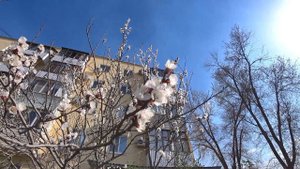 Влог: Стрижка, покраска / Цезарь на вечер