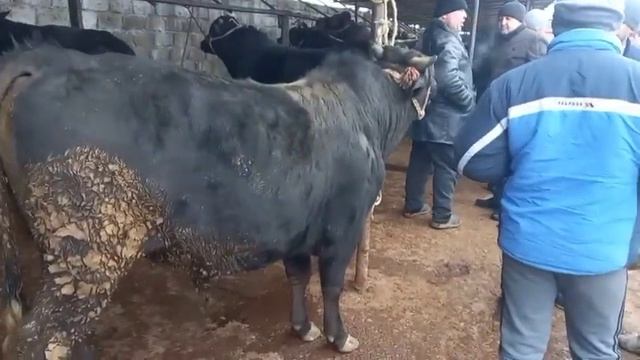 Шанбебозори Худжанд моли калон майда букача гуножин молбозори хучанд 3 февраля 2024 г.