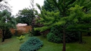 Красивейший сад Miniarboretum u Hoiubů в Чехии. 2 часть. Большая хвойная коллекция и не только...