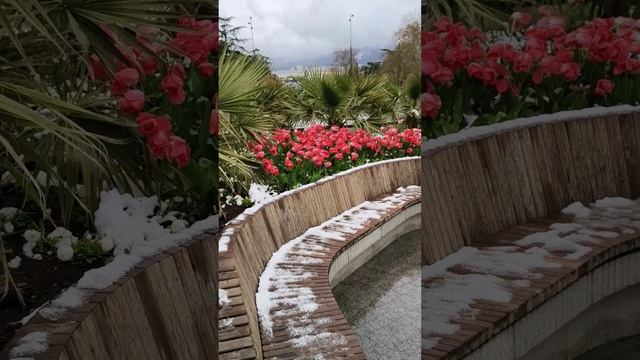 Ялта. Снег в апреле (1) 2025