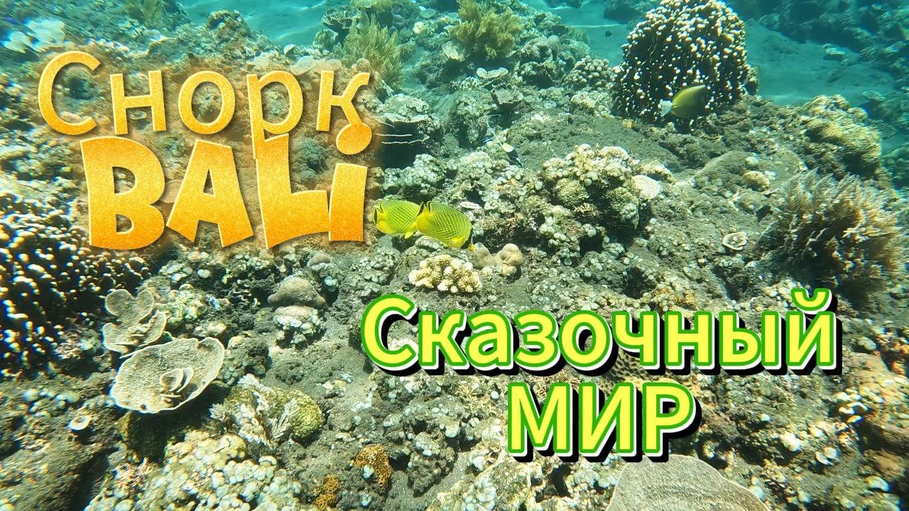 Снорклинг на Бали. Красивый подводный мир\Snorkeling in Bali. Beautiful underwater world\在巴厘岛浮潜