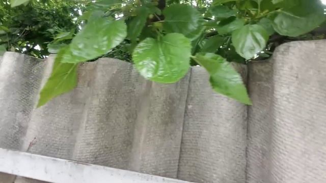 Ripe white mulberry. June 9 Созрела белая шелковица.Июнь 9.