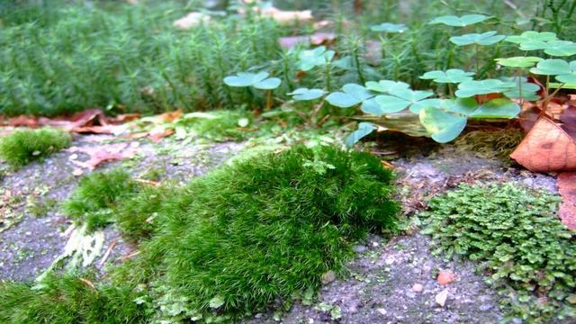 Passacaglia - Secret Garden (Piano cover version) смотреть онлайн