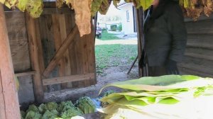 Какие сорта табака сажали. Нанизываем, убираем, собираем. Наша жизнь в деревне