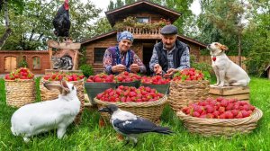 🍓Первый Урожай Клубники в Этом Году | Приготовление Клубничного Бисквита и Варенья