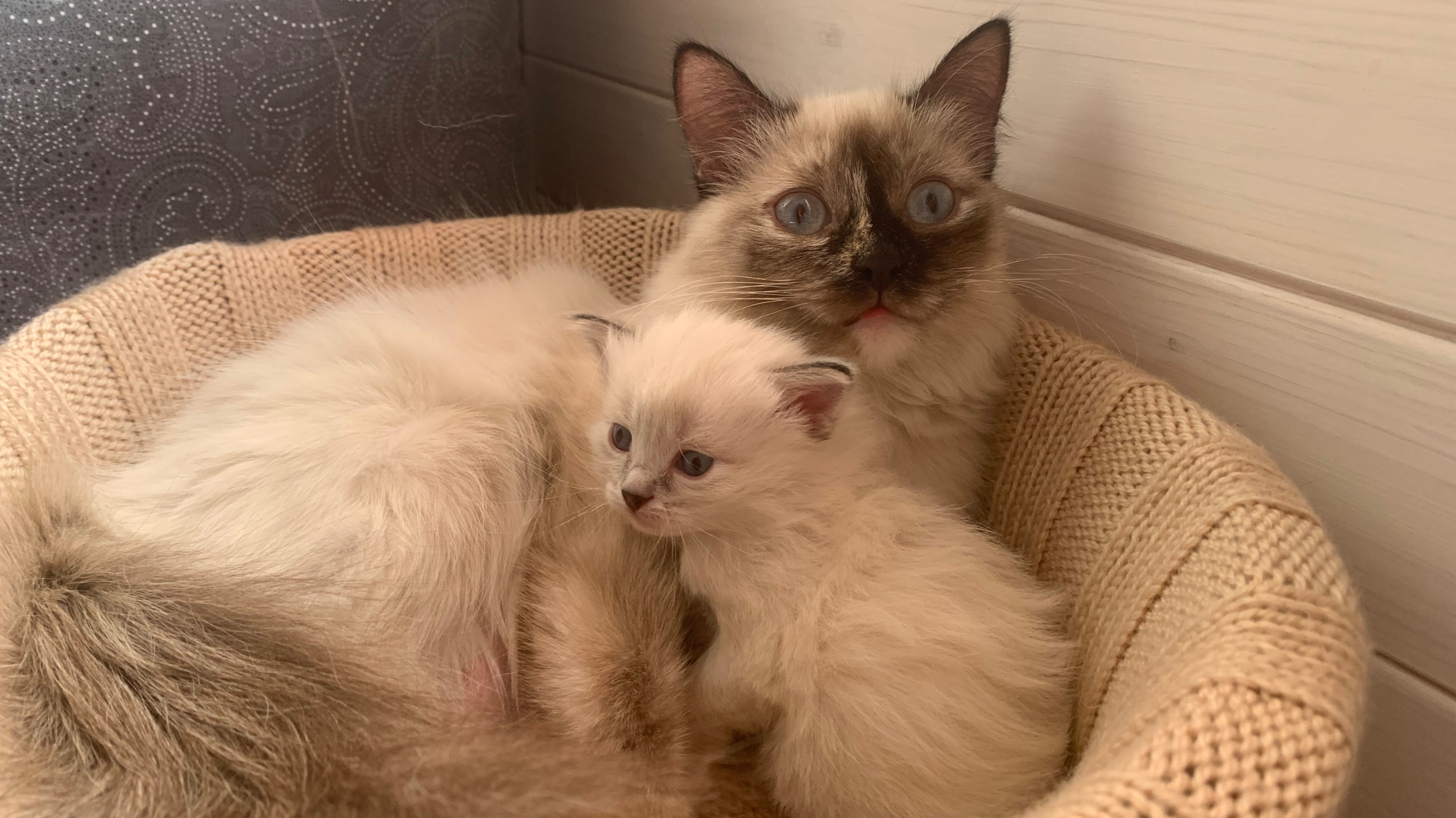 Котята
