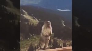 Бобёр орет)