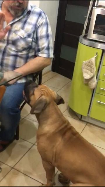 Бурбуль! Первые уроки воспитания! #shorts смотреть онлайн