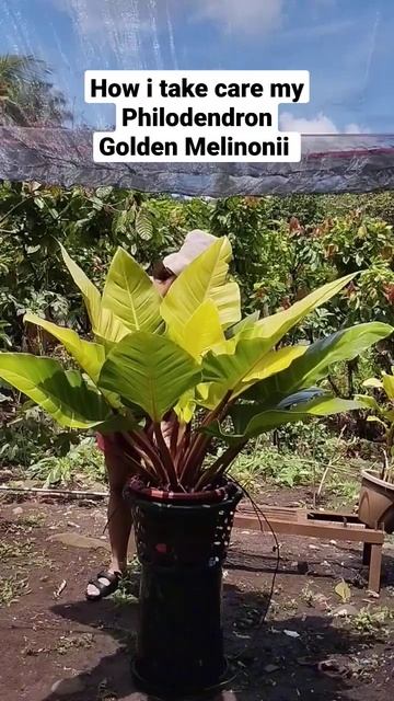 How I take care of my Philodendron Golden Melinonii #gardeningtips #mamalynsgarden