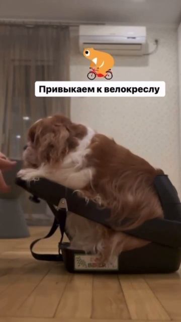 Готовимся к велосезону 🚴🏻 #велокресло #puppy #собаки #щенок #кошка #котята #милыеживотные смотреть онлайн