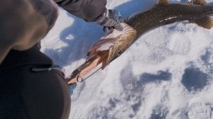 Соезерье.Щука не влезает в лунку.