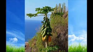 Видеоролик «Наш зелёный друг, волшебник и чародей по имени лес».