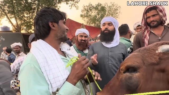 2024 qurbani I Soda Kitne main hona Chahiye? l kitne Ka liya l Shapur kanjra Mandi Lahore смотреть онлайн