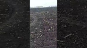 Сеим зерно.