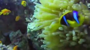 ... Что мы знаем про Красное море....