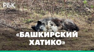 В МЧС рассказали о «башкирском Хатико», чей хозяин погиб при пожаре