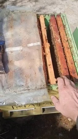 Матка начала сеять сильно после рокировке.