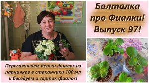 Болталка про Фиалки! Выпуск 97! Пересаживаем детки фиалок из парничков в стаканчики 100 мл!