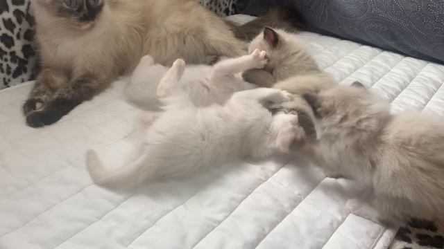 Котята