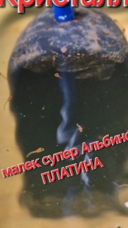 Малек Альбино Платина.