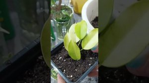Кто то уже пустил  корни, так что пора в грунт! #plants #весна #фикусбенджамина #фикус