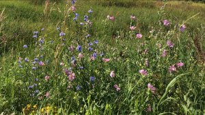 Куликово поле