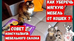 Когти домашних питомцев.Что можно сделать