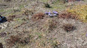 Прогулка по апрельскому саду.