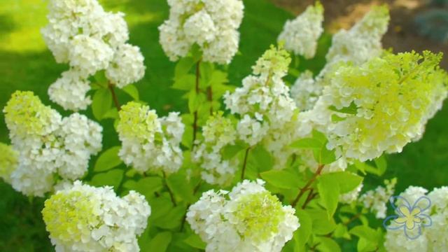 Meet Moonrock™ Hydrangea смотреть онлайн