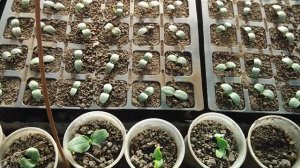 Огурец Арктика - стадия двух семядольных листочков. Молоденький и свежий редис.