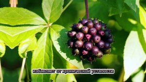 Элеутерококк. В природе существует около 30 разных видов элеутерококка,
