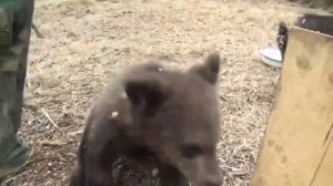 Милые медвежата скоро вырастут и  самого сожрут наверно.