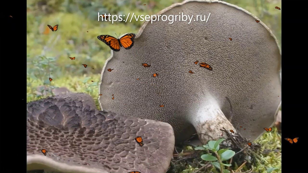 Какие грибы из семейства ежовиковых встречаются в наших лесах