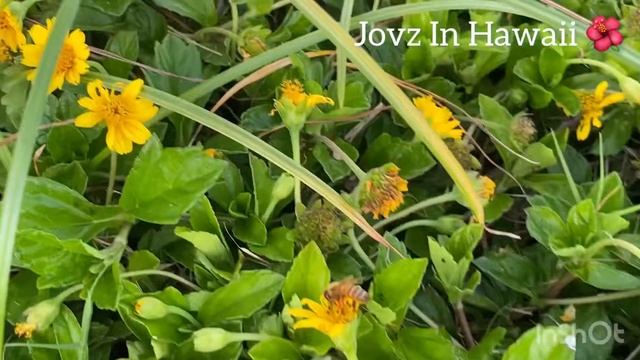 YELLOW DAISIES || DO YOU KNOW WHAT IT SYMBOLIZES? #flowers #symbol #jovzinhawaii
