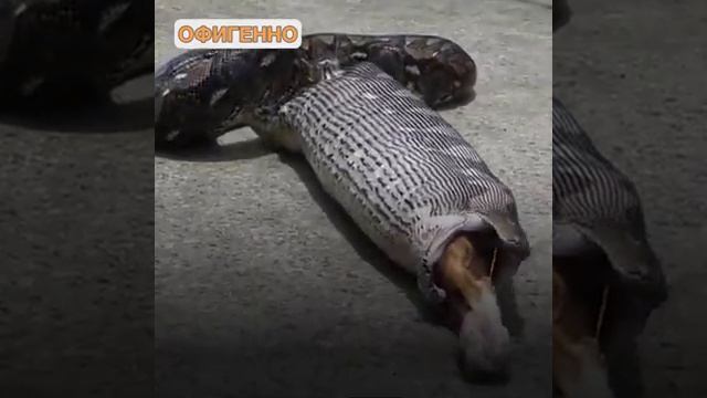 Шок!!! Змея проглотила Кота!!! Кот выжил!!! смотреть онлайн