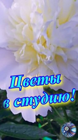 Цветы в студию! short #shorts