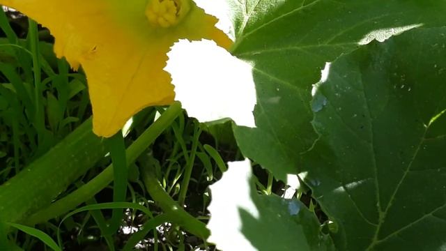 Что вырастила на огороде.. кому интересно добро пожаловать. 😍🤗 посадила еще цветочков... смотреть онлайн