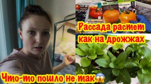 КУПИЛА НОВЫЕ СЕМЕНА ТОМАТОВ/ТОЛЬКО ТАК СЕЮ ТОМАТЫ Для 100% ВСХОЖЕСТИ/ОБЗОР МОЕЙ РАССАДЫ В 2025